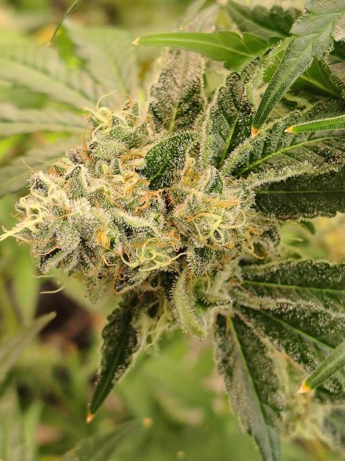 Mango Sherb S1. Week 11