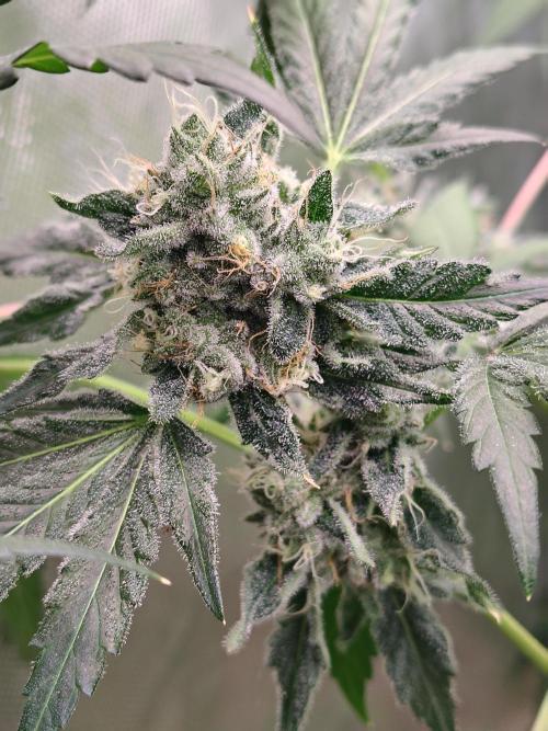 RS11 (Rainbow Sherbet). Week 11