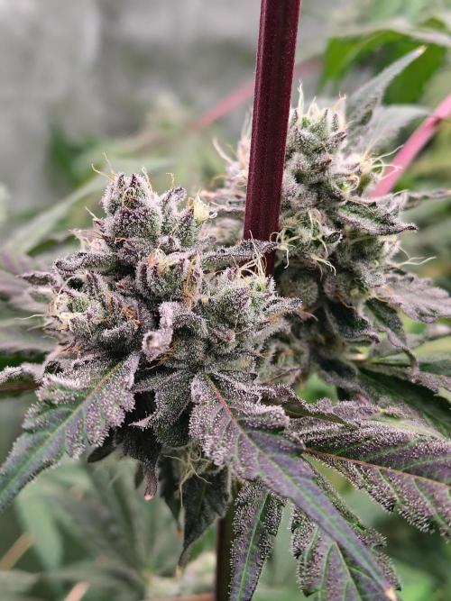 RS11 (Rainbow Sherbet). Week 11