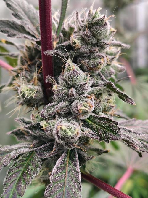 RS11 (Rainbow Sherbet). Week 11