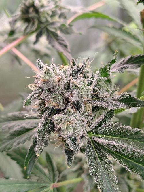 RS11 (Rainbow Sherbet). Week 11