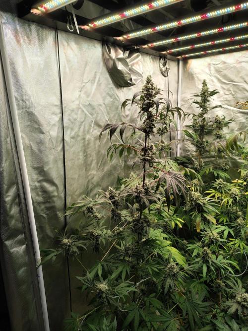 RS11 (Rainbow Sherbet). Week 11