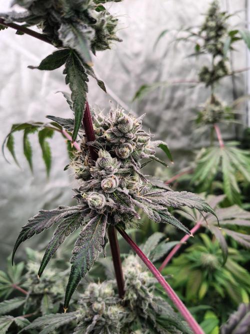 RS11 (Rainbow Sherbet). Week 11