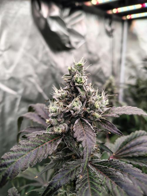 RS11 (Rainbow Sherbet). Week 11