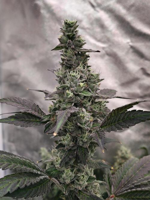 RS11 (Rainbow Sherbet). Week 11