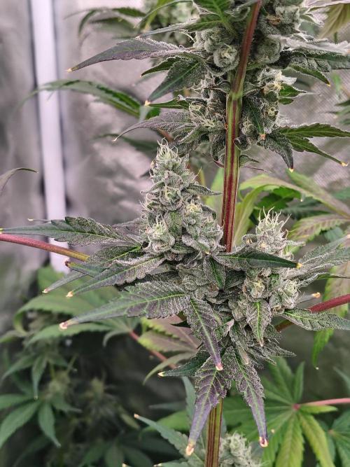 RS11 (Rainbow Sherbet). Week 11