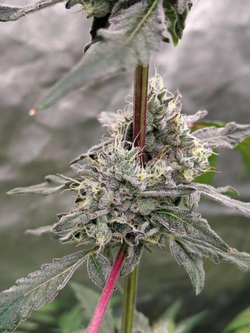 RS11 (Rainbow Sherbet). Week 11