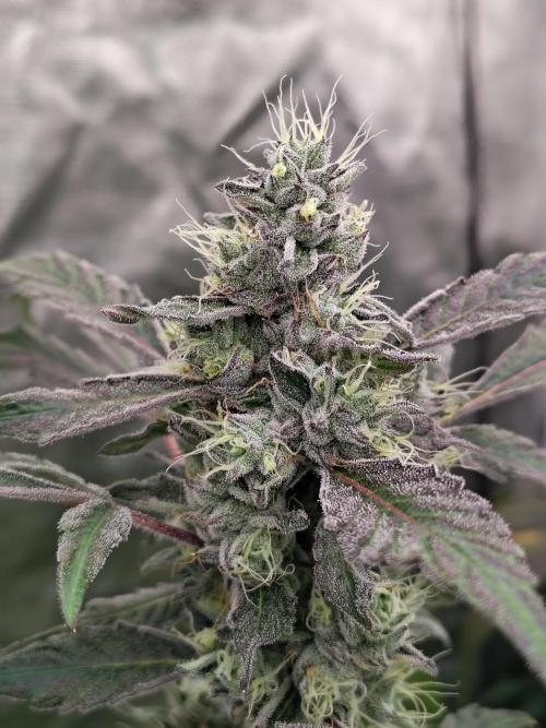 RS11 (Rainbow Sherbet). Week 11