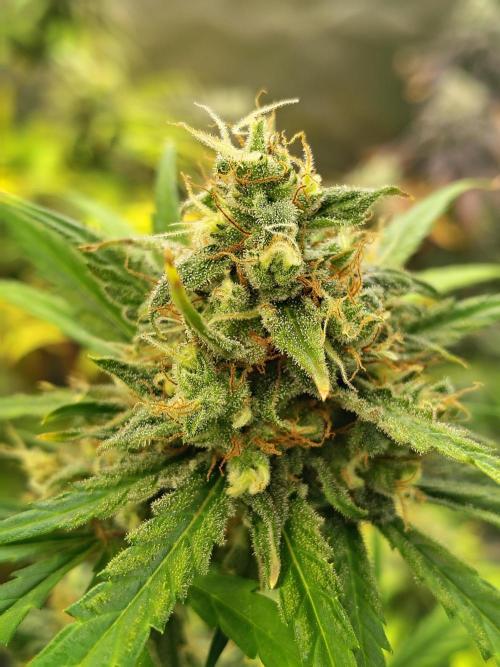 Sunset Sherbet Go Fast. Week 11