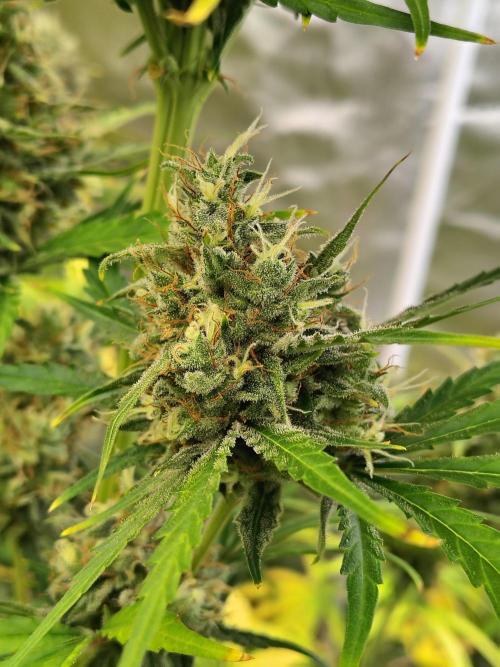 Sunset Sherbet Go Fast. Week 11