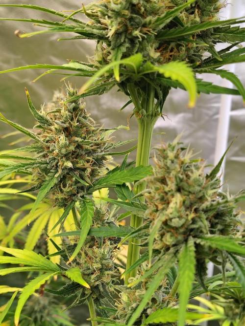 Sunset Sherbet Go Fast. Week 11