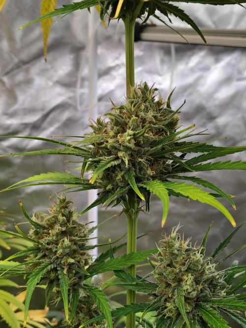 Sunset Sherbet Go Fast. Week 11