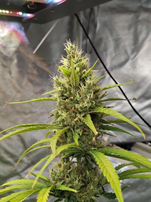 Sunset Sherbet Go Fast. Week 11