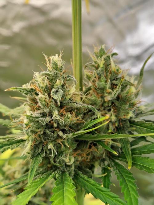 Sunset Sherbet Go Fast. Week 11