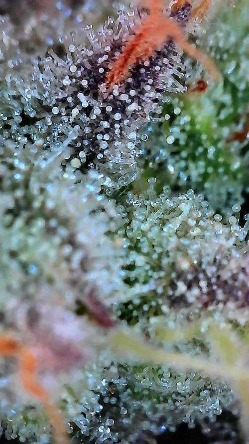 Sunset Sherbet. Week 12