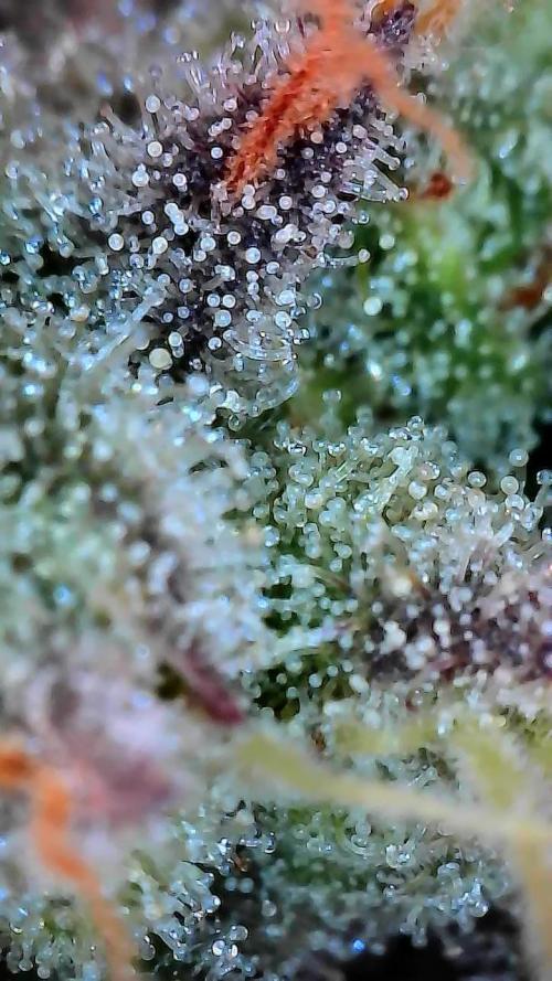 Sunset Sherbet. Week 12