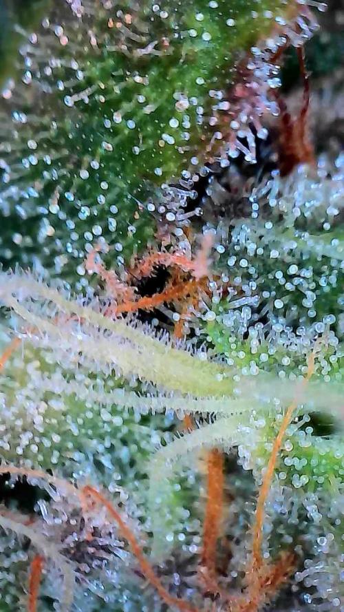 Sunset Sherbet. Week 12