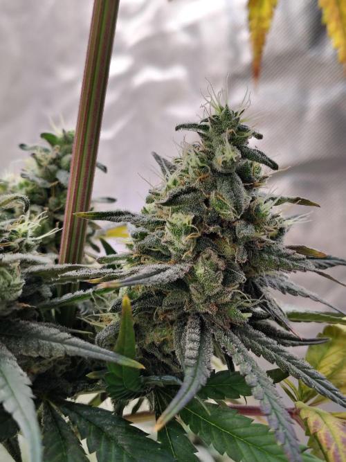 Sunset Sherbet. Week 12