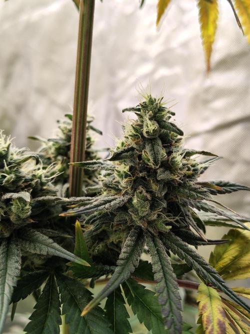 Sunset Sherbet. Week 12