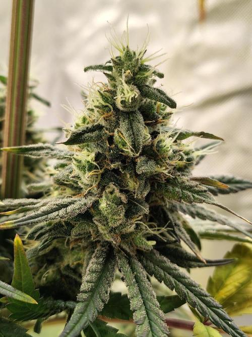 Sunset Sherbet. Week 12