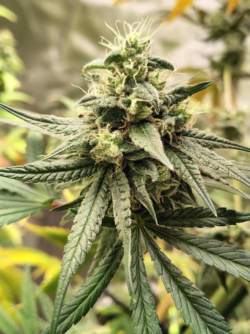 Sunset Sherbet. Week 12