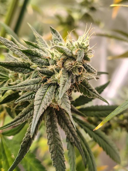 Sunset Sherbet. Week 12