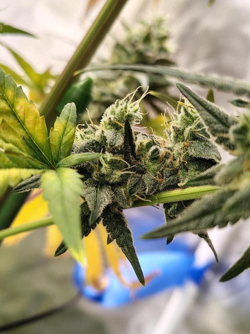 Sunset Sherbet. Week 12