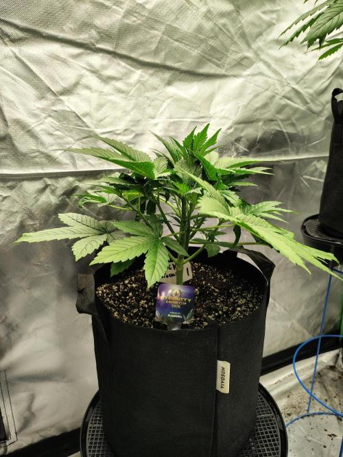 Sticky Broccoli. Week 3