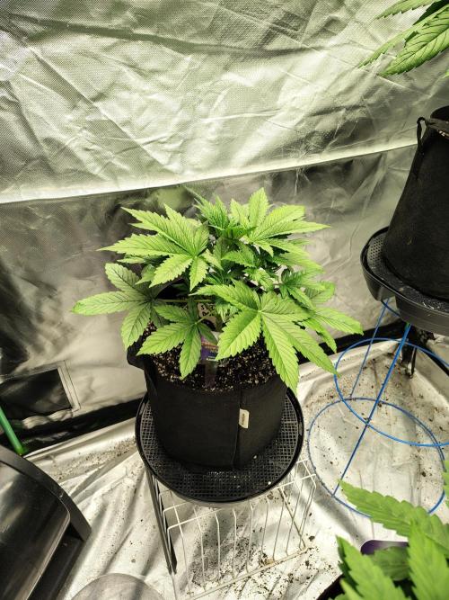 Sticky Broccoli. Week 3