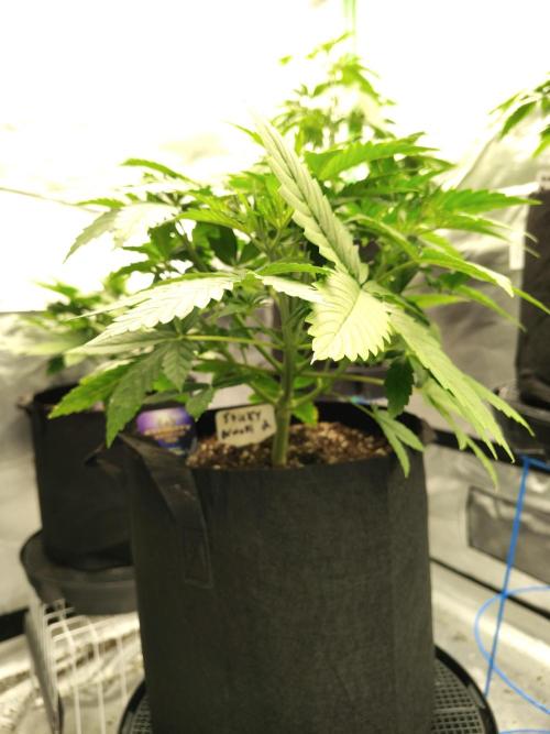 Sticky Broccoli. Week 3