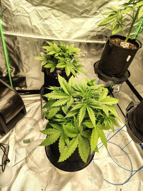 Sticky Broccoli. Week 3