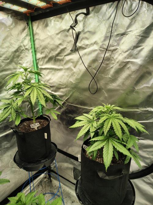 Goupy Banana. Week 3