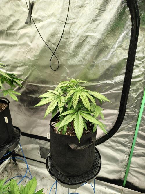 Goupy Banana. Week 3