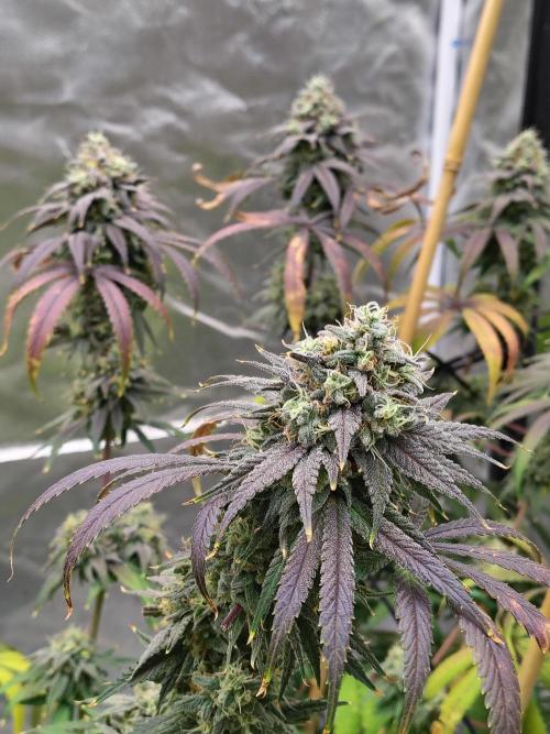 Sewer Fruit. Week 13