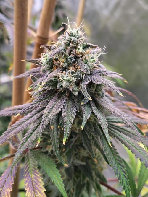 Sewer Fruit. Week 13