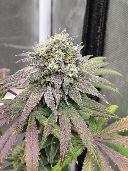 Sewer Fruit. Week 13