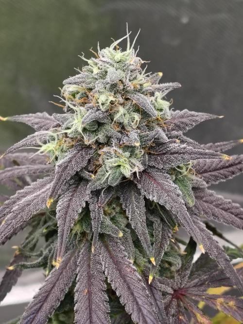 Sewer Fruit. Week 13