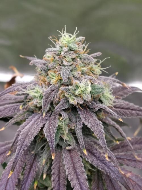 Sewer Fruit. Week 13