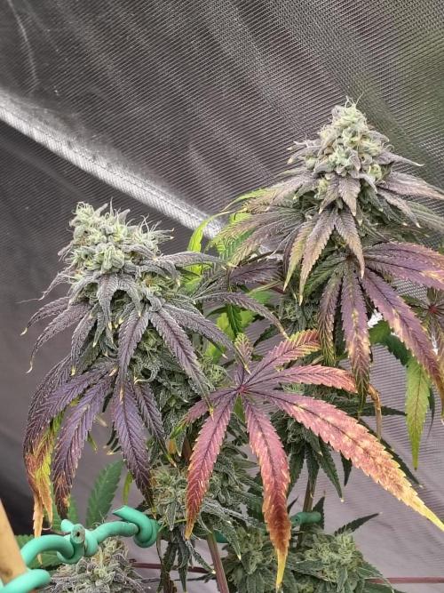 Sewer Fruit. Week 13