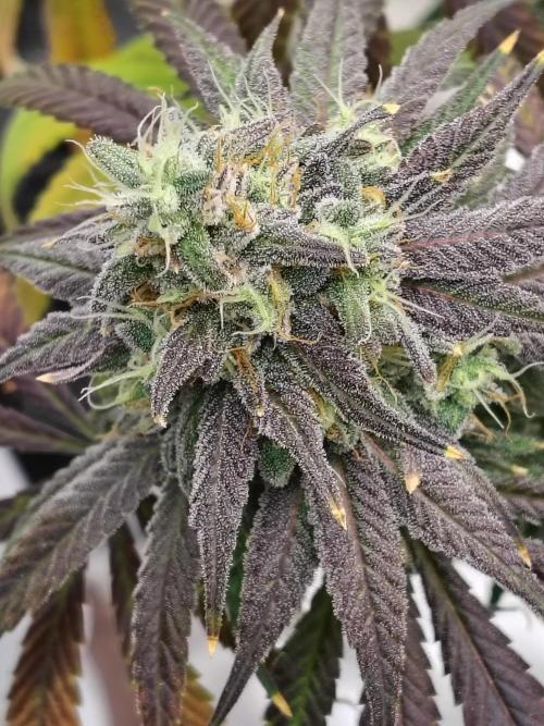 Sewer Fruit. Week 13