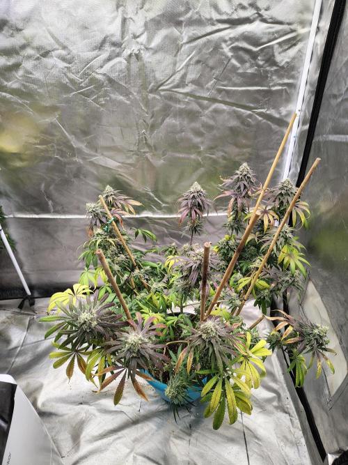 Sewer Fruit. Week 13