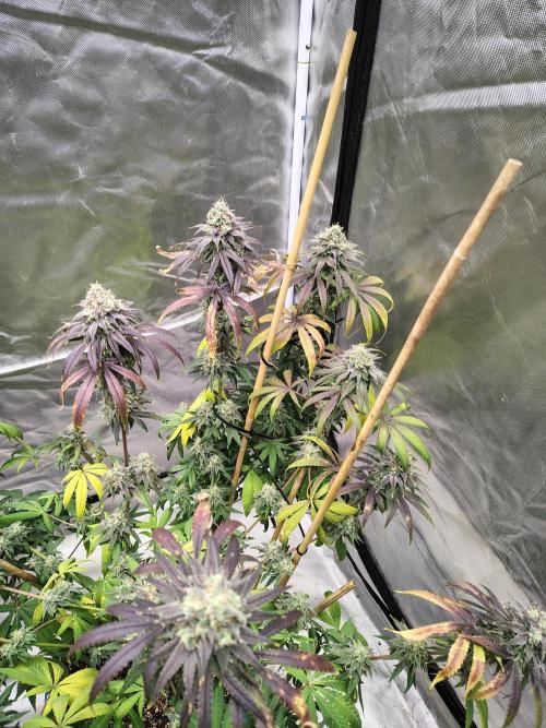 Sewer Fruit. Week 13