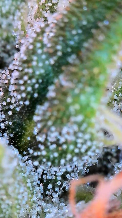 Mango Sherb S1. Week 11 - Plant chopped day 56 for one of them. The other will go another week 