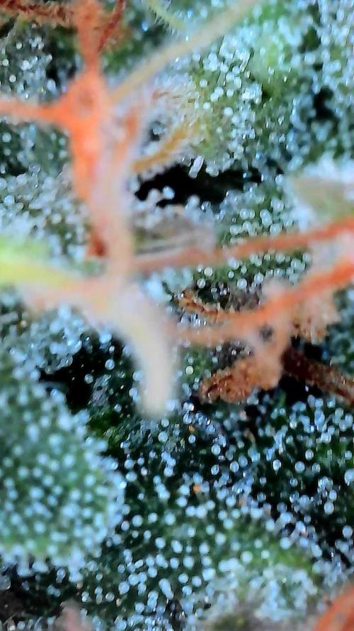 Mango Sherb S1. Week 11 - Plant chopped day 56 for one of them. The other will go another week 