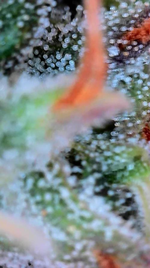 Mango Sherb S1. Week 11 - Plant chopped day 56 for one of them. The other will go another week 