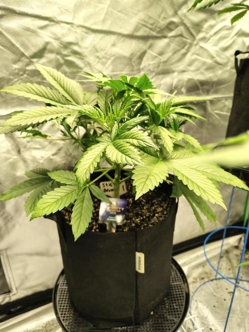 Sticky Broccoli. Week 3