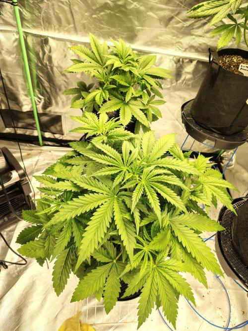 Sticky Broccoli. Week 3