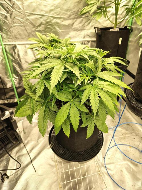 Sticky Broccoli. Week 3