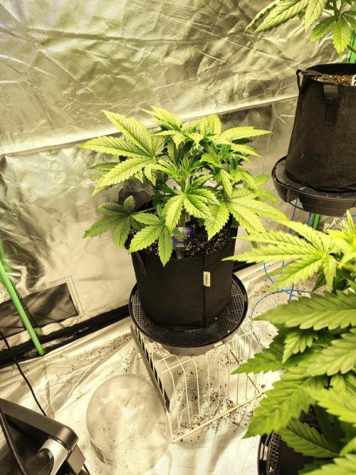 Sticky Broccoli. Week 3