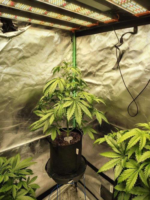 Goupy Banana. Week 3